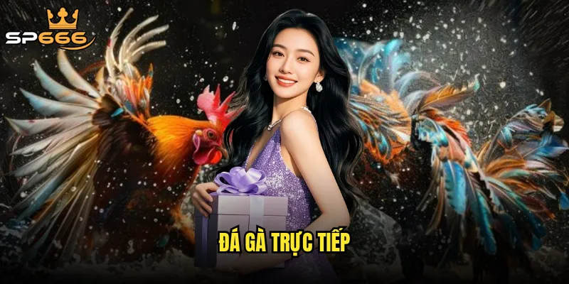 Đá gà trực tiếp